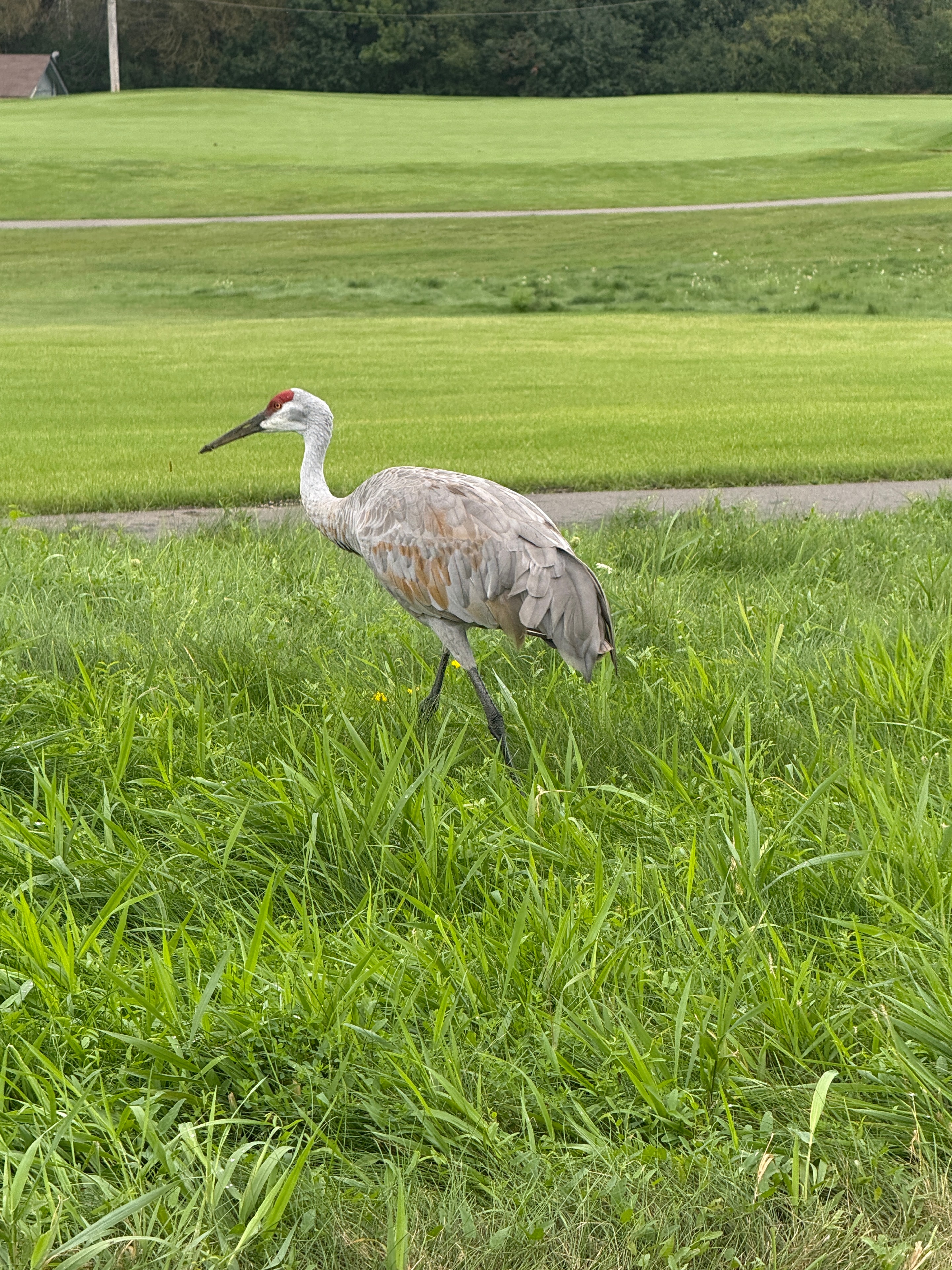 Sandhill crane walking through grass field