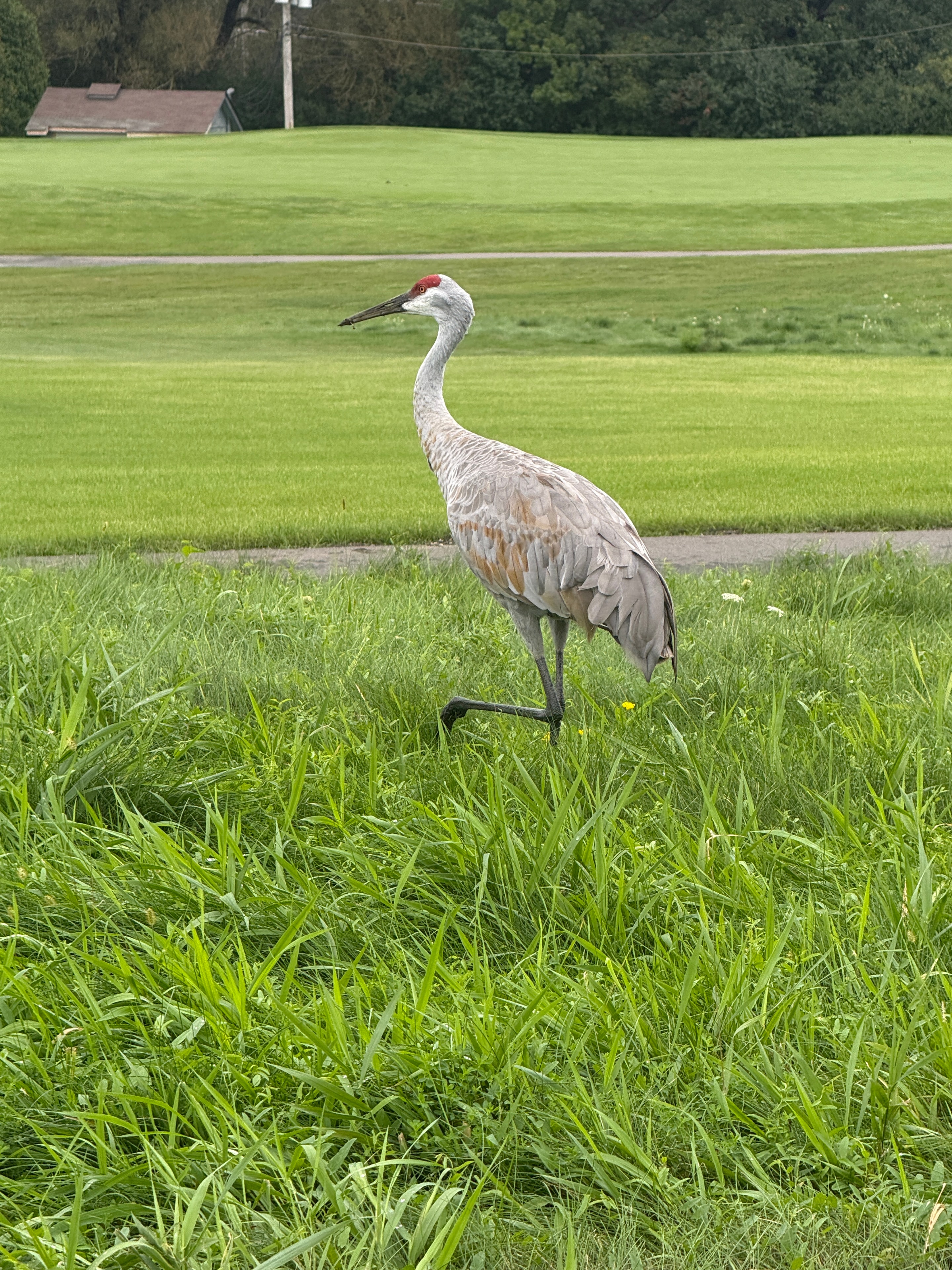 Sandhill crane standing in green field