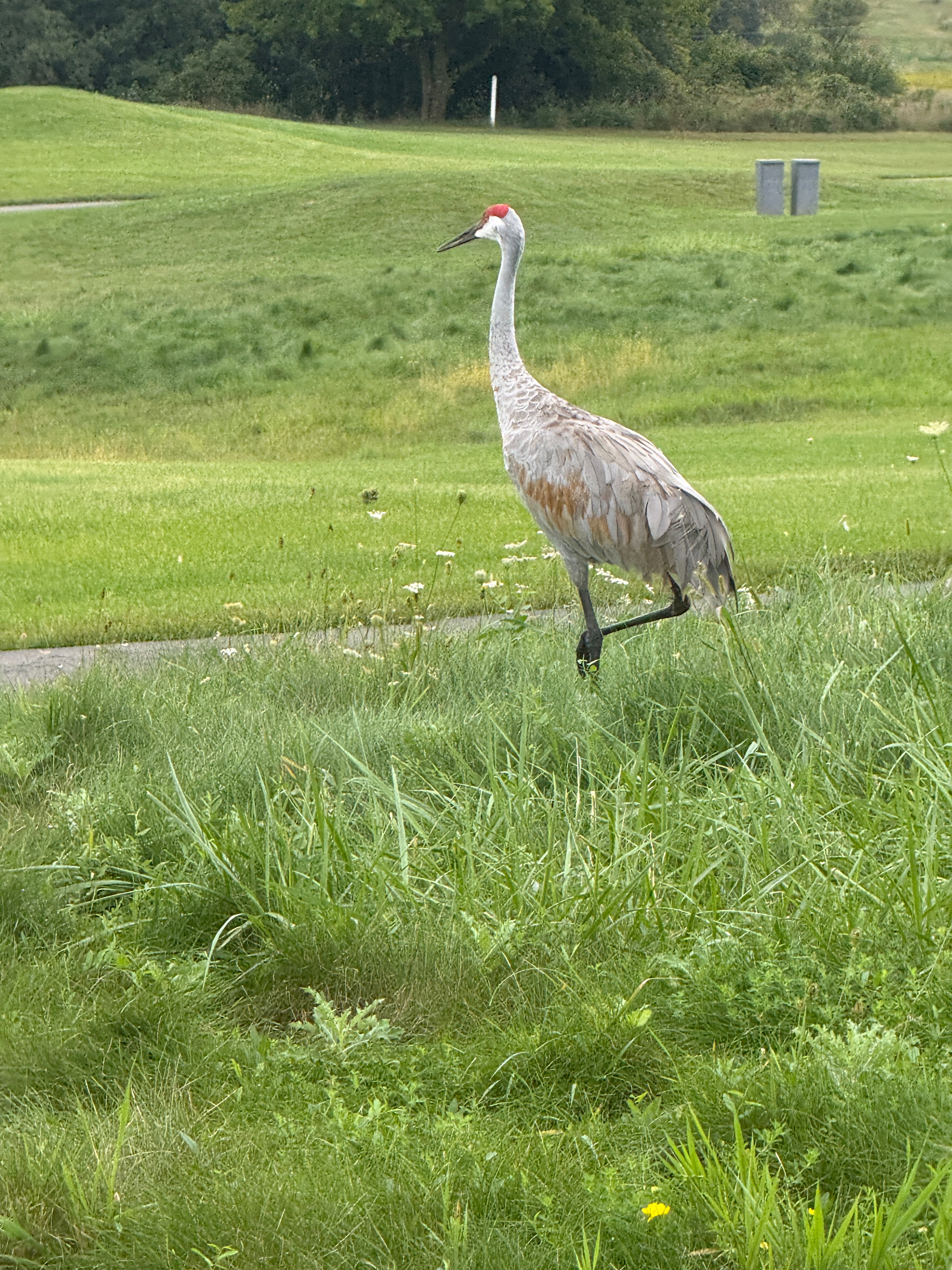 Sandhill crane walking through grassy field