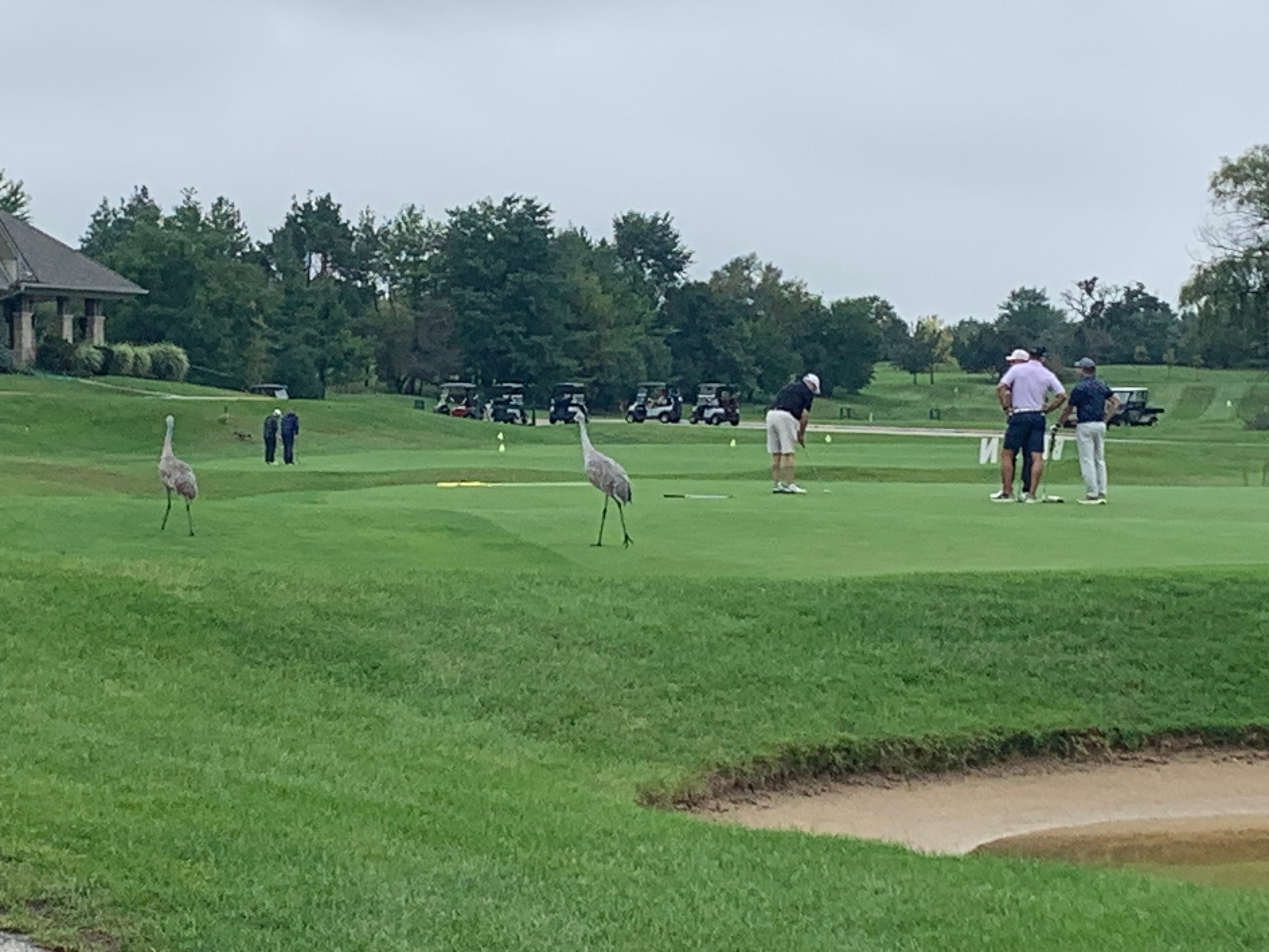 Golfers playing with sandhill cranes on course